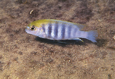 Tropheops sp. 'macrophthalmus chitimba blue' Chitimba Bay Deep